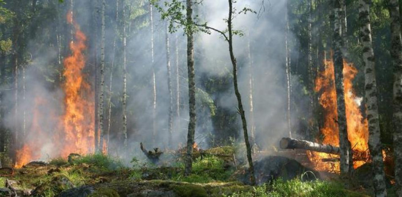 La Tierra perdió un área de selva equivalente a un campo de fútbol cada 5 segundos
