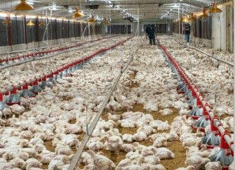 Gobierno dice avicultura RD tiene altos niveles inocuidad
