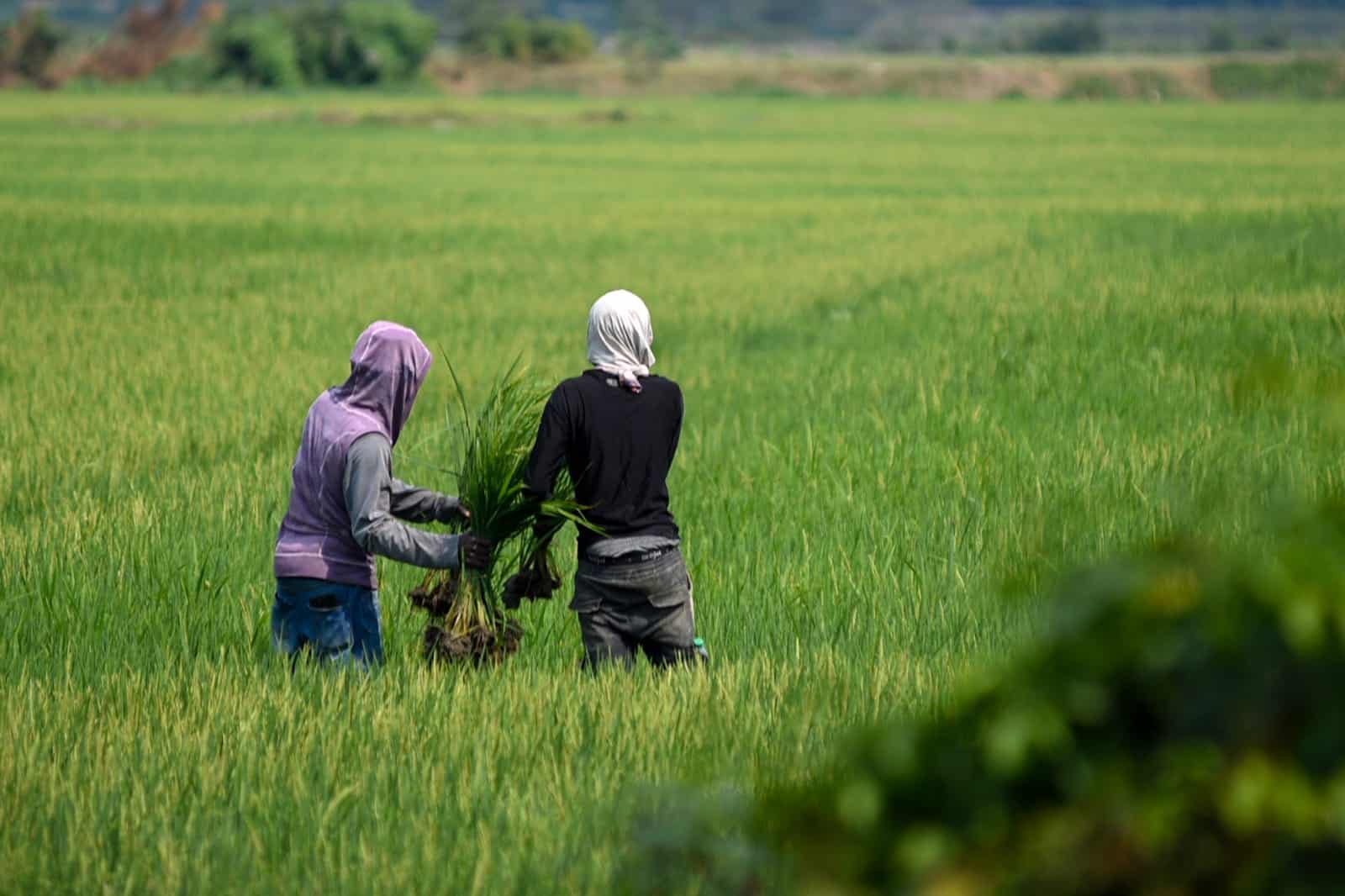Detectan contaminaci&oacute;n por metales pesados en suelos agr&iacute;colas de la provincia Duarte