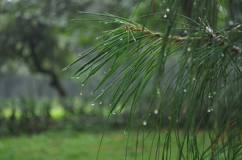 Onda tropical y vaguada provocan lluvia en varias regiones; advierten sobre altas temperaturas