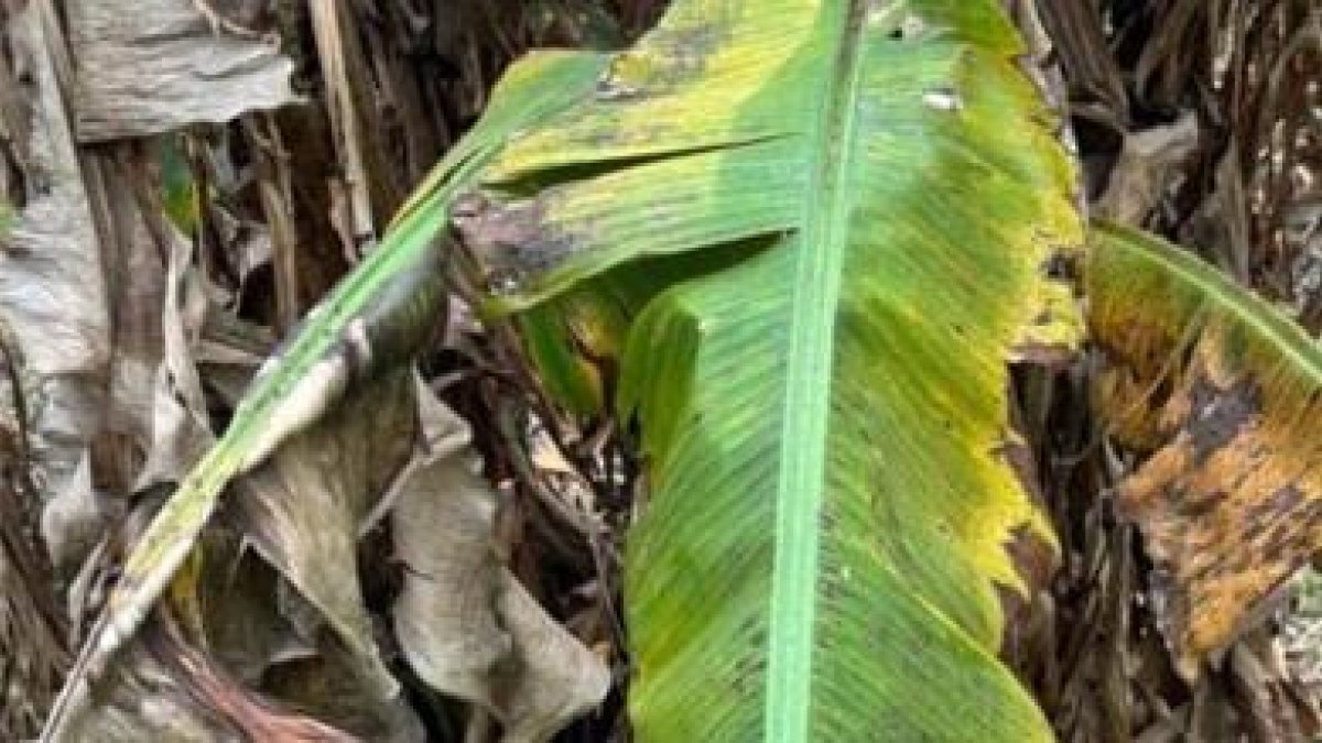 Producción de plátanos en riesgo en valle de Juancho