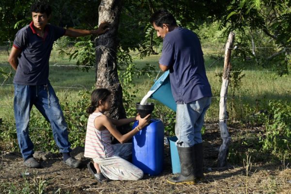 El Niño arrasa Centroamérica; vacas raquíticas y escases de alimentos